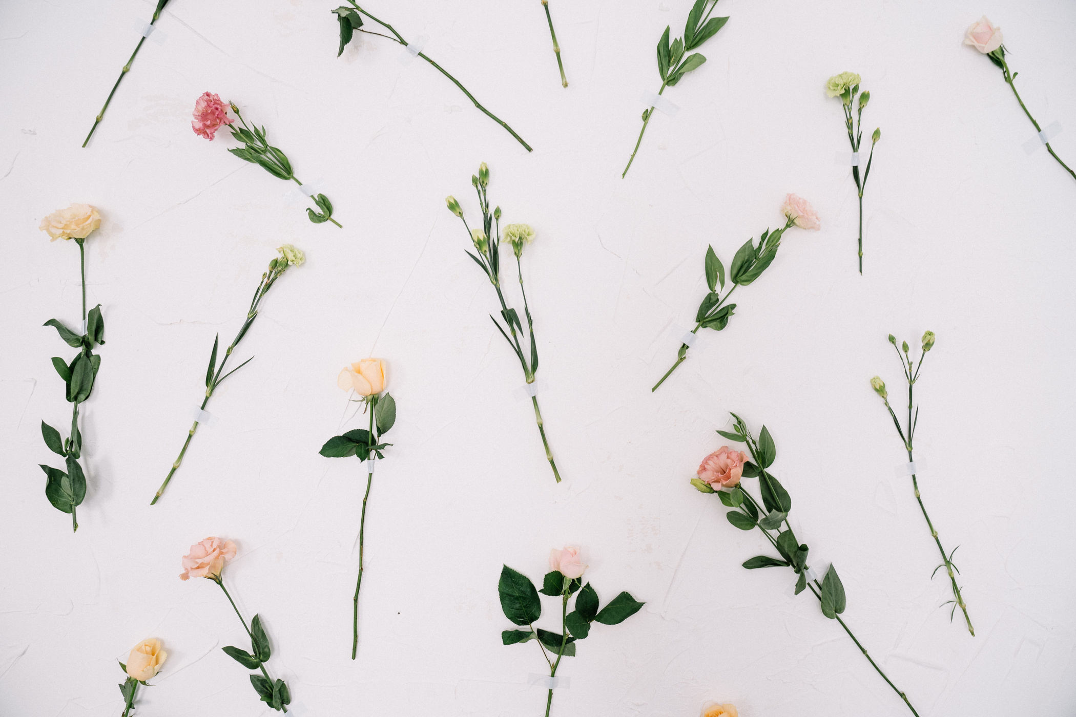 Flowers on White Wall